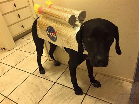 Grover the space shuttle astronaut dog for Halloween #Dog #Costume #Halloween #DIY #Astronaut # ...