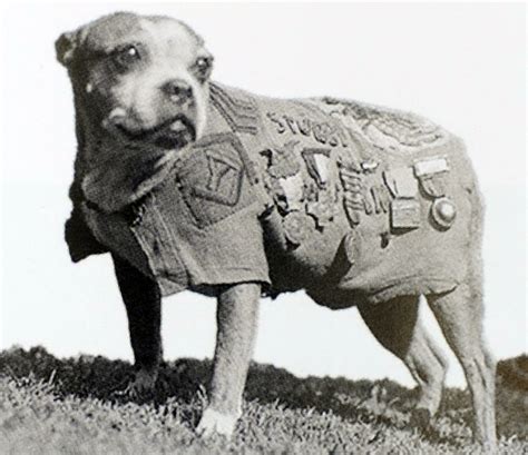 How 'Sergeant Stubby,' CT's famous military dog, went from New Haven's streets to the WWI trenches