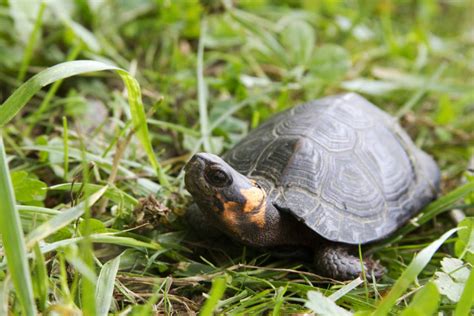 Bog Turtle – Conservation Connect