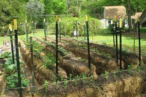 Creating A Hay Bale Garden | Hay bale gardening, Container gardening vegetables, Straw bale ...