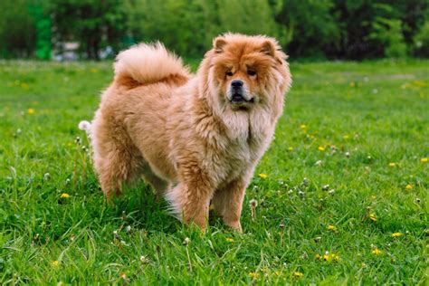 8 Unique Chow Chow Colors: A Guide To Rare Patterns