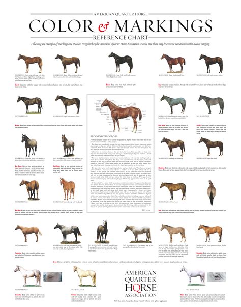 Quarter Horse Markings and Color Genetics - AQHA | Horse color chart ...