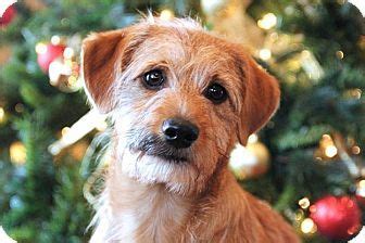 Wirehaired Fox Terrier/Corgi Mix Puppy for adoption in Centerton ...