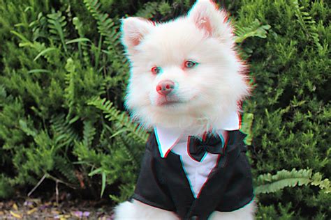 3D - Dog in Tux: You will need a pair of anaglyph glasses to view it in 3D. Photo Credit: Caity ...