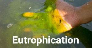 Eutrophication- Definition, Causes, Types, Process, Examples