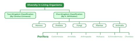 Phylum Porifera | Class 9 Biology - GeeksforGeeks