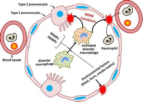 Frontiers | A Barrier to Defend - Models of Pulmonary Barrier to Study ...