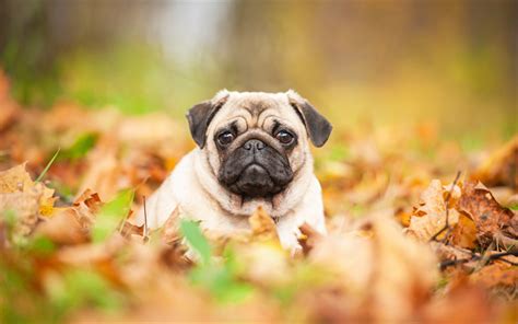 ダウンロード画像 パグ, 小さな子犬, かわいい動物たち, 小型犬, 秋, 4k フリー. のピクチャを無料デスクトップの壁紙