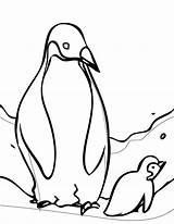 Penguin Coloring Page For Kids sketch template