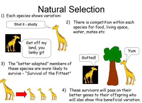 Evolution And Natural Selection Lessons