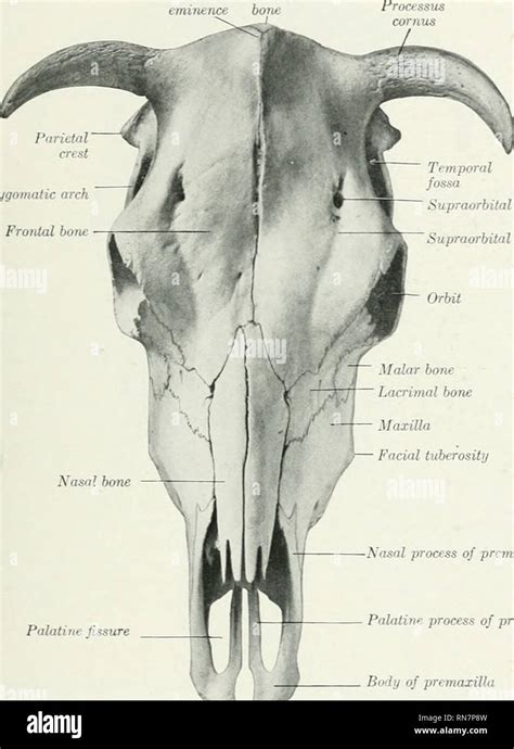 Foramen supraorbital hi-res stock photography and images - Alamy