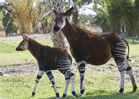 Okapi Calf Hits the Savannah at Kidani Village | The Disney Blog