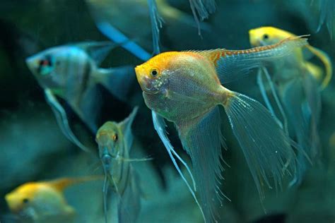 Beautiful Angelfish – There are dozens of freshwater angelfish varieties. They vary in color ...