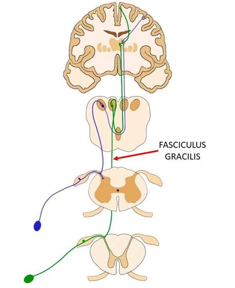 Fasciculus gracilis - definition