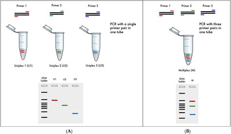 Life | Free Full-Text | Novel PCR-Based Multiplex Assays for Detecting Major Quality and Biotic ...