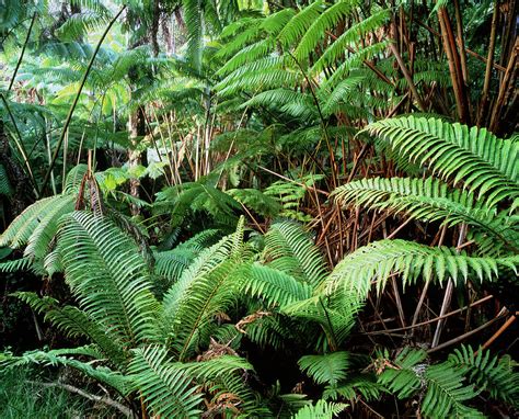 Tree Ferns In Tropical Rainforest Photograph by Simon Fraser/science Photo Library - Pixels