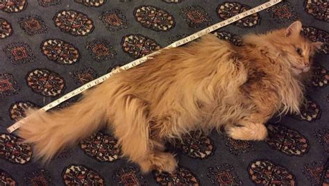 How To Keep a Maine Coon Growth Chart – petsKB