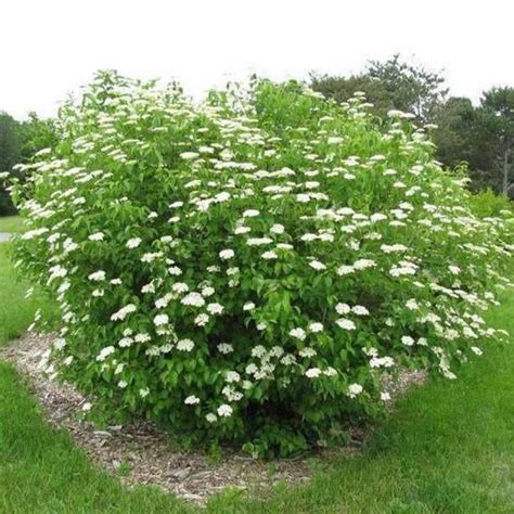 Autumn Jazz Arrowwood Viburnum