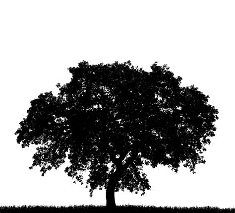 Tree Silhouette Clipart Free Stock Photo - Public Domain Pictures