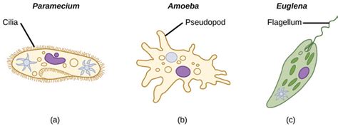 8.16E: Cell Structure, Metabolism, and Motility - Biology LibreTexts