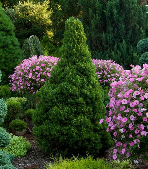 How to Diagnose and Fix Dwarf Alberta Spruce Problems | Better Homes & Gardens