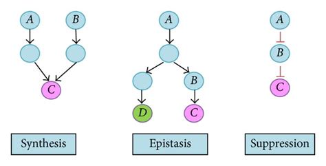 Types of gene-gene interactions [1]. | Download Scientific Diagram