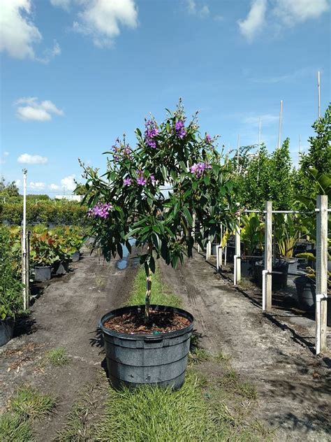 Tibouchina Tree Install Price - Naples Garden Landscaping LLC