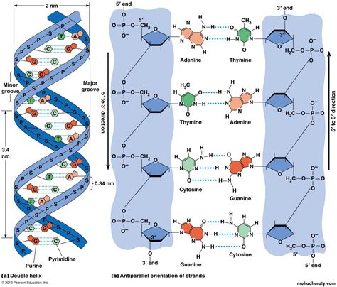 Microbial Genetics pptx - D. Zainab - Muhadharaty