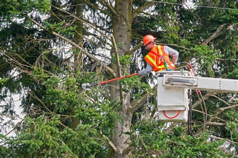 Tree Trimming Near Power Lines