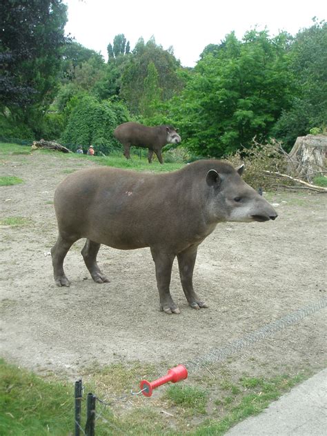 animals in Dublin zoo | Dublin zoo, Animals, Zoo