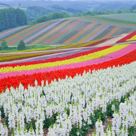 Panoramic Flower Gardens Shikisai-no-oka | TRAVEL JAPAN 47 | Beautiful nature, Beautiful ...