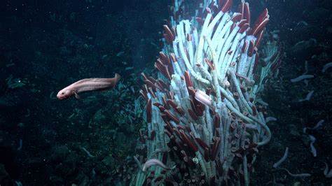 Under Hydrothermal Vents, Animal Life Is Discovered for First Time - The New York Times