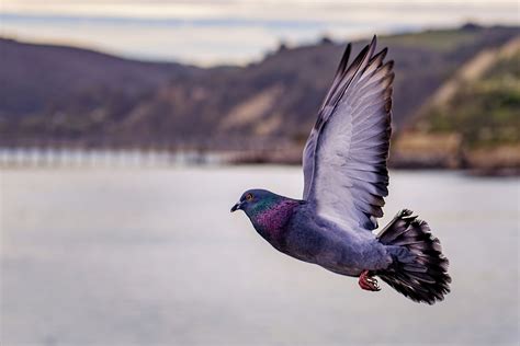 Why Do Pigeons Have Iridescent Feathers? | COMSOL Blog