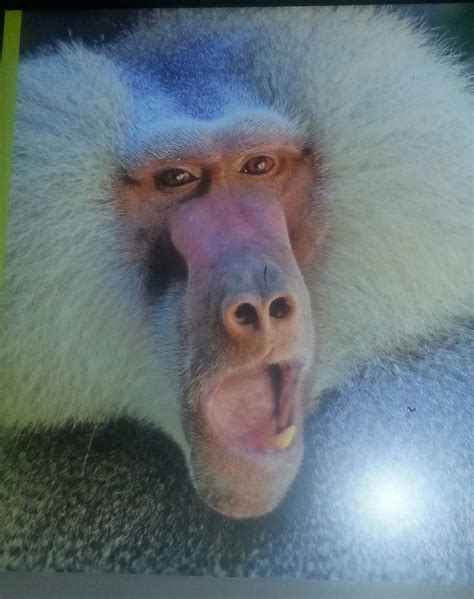 Free photo: Screaming Monkey - Angry, Animal, Ape - Free Download - Jooinn