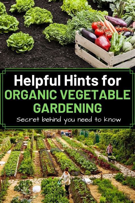 Helpful Hints for Organic Vegetable Gardening - Amaze Vege Garden ...