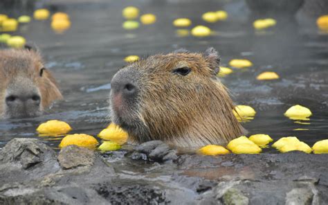 The Capybaras of Florida