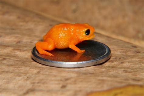 The pumpkin toadlet is maybe cutest, and clumsiest, amphibian ever - Owl Connected