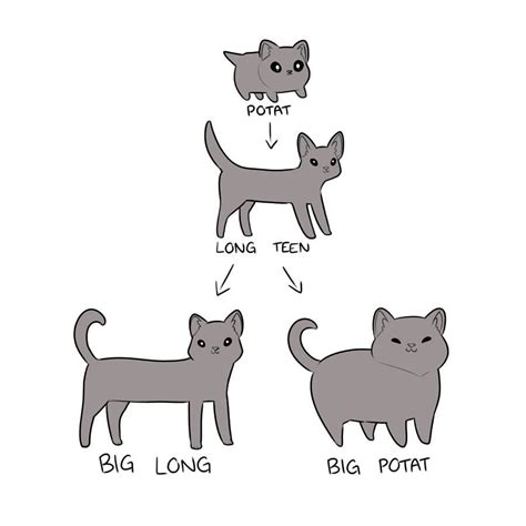 Life Cycle of a Cat : r/BlessedPotats