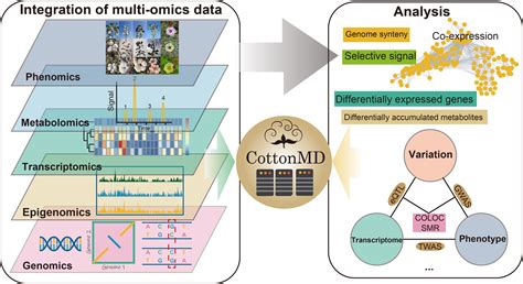 CottonMD:Cotton Multiomics Database