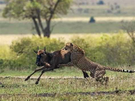 Cheetah hunting a young Wildebeest | Smithsonian Photo Contest | Smithsonian Magazine