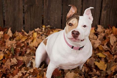 The Staff at the Humane Society of Jefferson County — Humane Society of ...