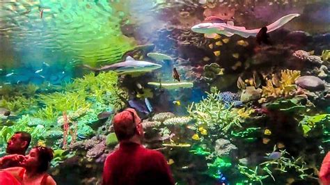 New York Aquarium - Coney Island, NY - YouTube