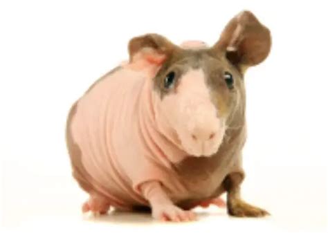 Skinny Pig - The Hairless Guinea Pig | Guinea Pig Hub