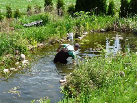 Pond Maintenance | Pond maintenance, Ponds backyard, Garden stream