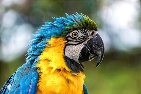 Exotic Parrots - Images and description | Exotic Birds