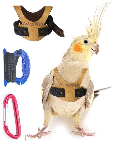 Avianweb Bird Harness with 6 ft leash - Specifically sized for Cockatiels | Cockatiel, Bird, Leashes