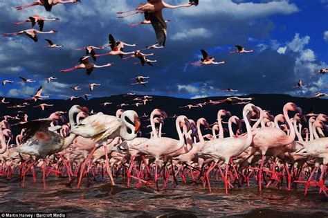 Instagram flamingos: Photographer's two weeks of patient creeping ...