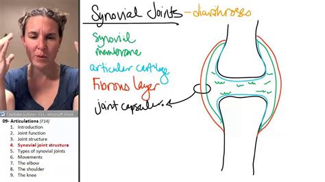 Articulations 4- Synovial joint anatomy - YouTube