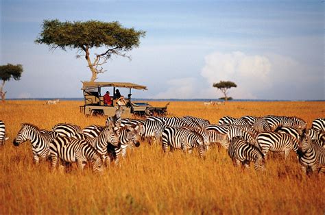 Discover Wildlife Safari Tanzania Tour | Путешествие в африку, Путешествия, Сафари