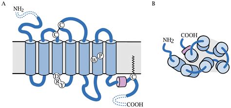 G protein-coupled receptors